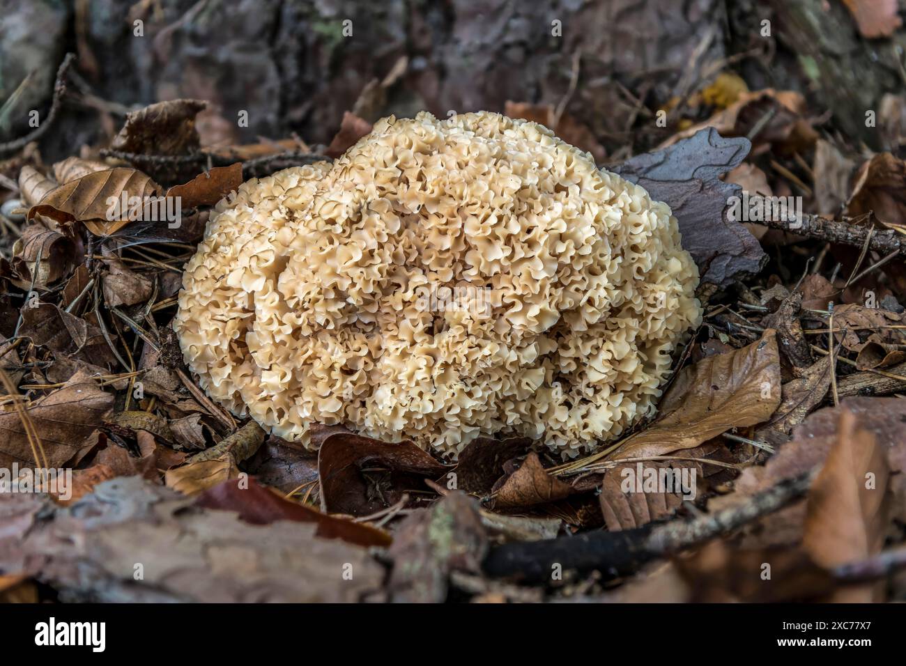 Fungo di cavolfiore (crispa di cavolfiore di bosco), fungo commestibile su radice di pino, bruco di moinco, Ruesselsheim am Main, Assia, Germania Foto Stock