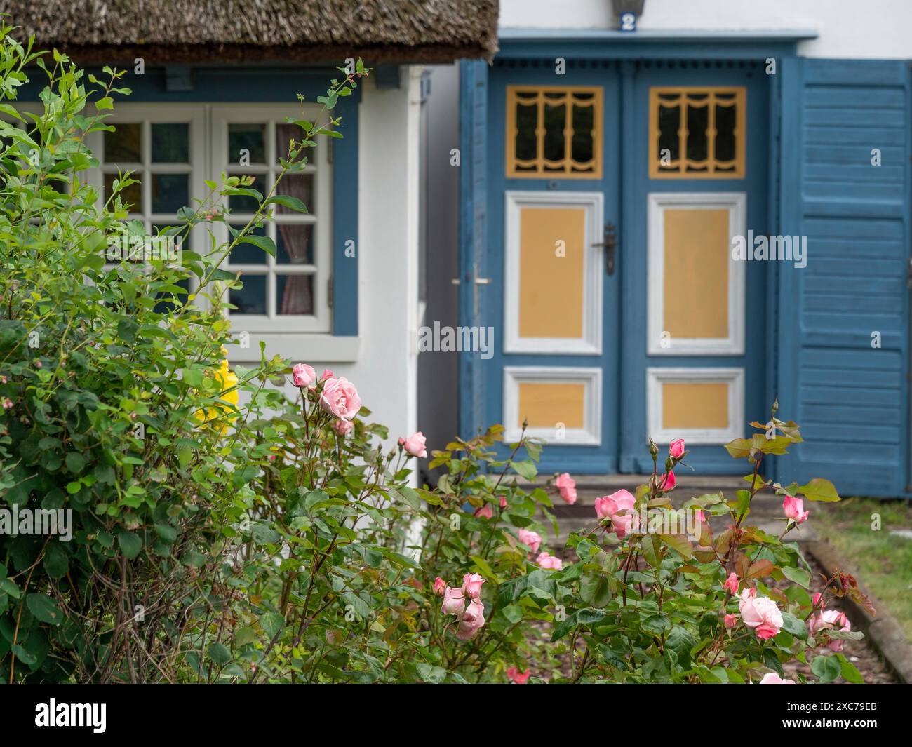 Una casa rurale con rose in fiore nel giardino, porte e cornici delle finestre blu-gialle, ahrenshoop, zingst, germania Foto Stock