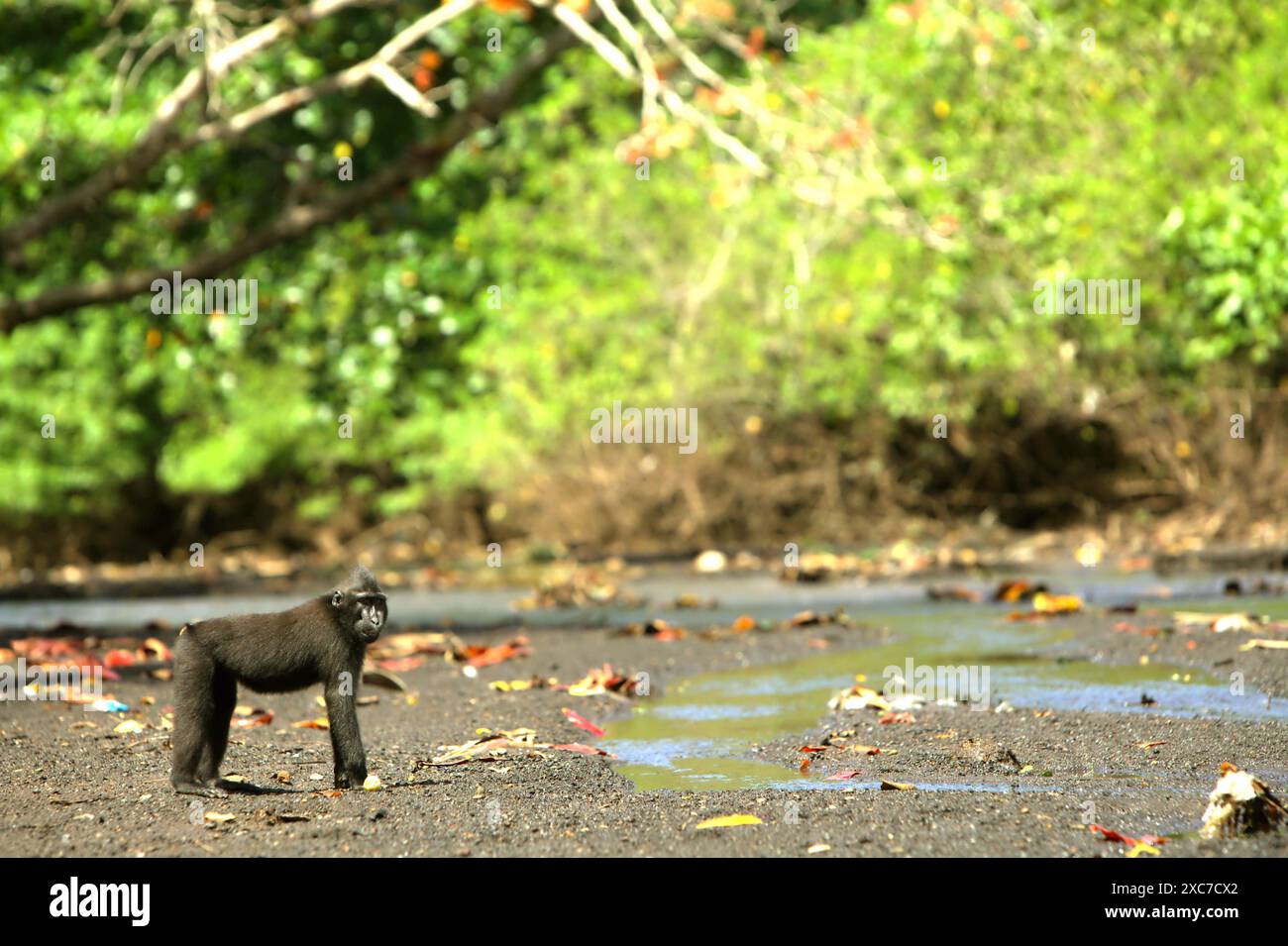 Macachi neri di Sulawesi (Macaca nigra) nella riserva naturale di Tangkoko, Sulawesi settentrionale, Indonesia. Foto Stock