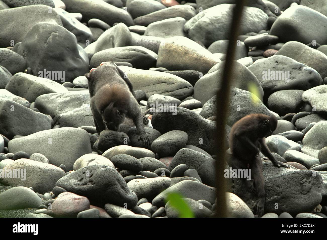 I macachi di Sulawesi crestati neri (Macaca nigra) si forgiano su una spiaggia rocciosa nella riserva naturale di Tangkoko nel nord di Sulawesi, Indonesia. Foto Stock