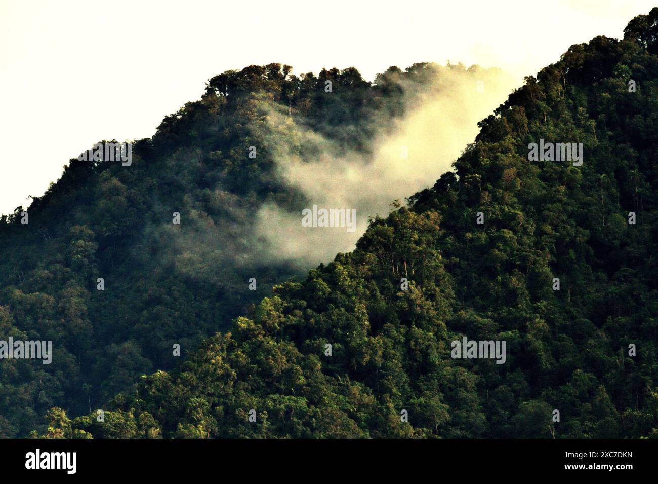 Foresta pluviale alle pendici del Monte Duasudara (Dua Saudara) nel Sulawesi settentrionale, Indonesia. Foto Stock