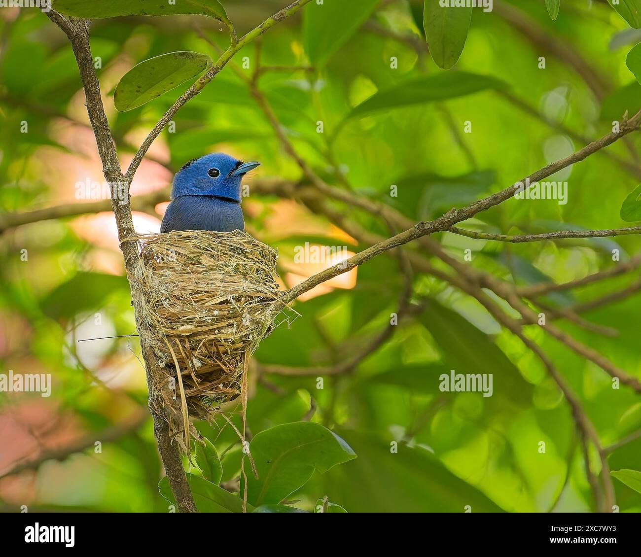 Un monarca blu di colore nero sul nido dell'albero Foto Stock