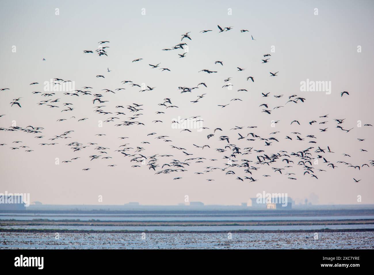 Un grande gregge di Glossy Ibis (Plegadis falcinellus) sorvolando le zone umide di Isla Mayor a Doñana, Siviglia, Spagna. Foto Stock