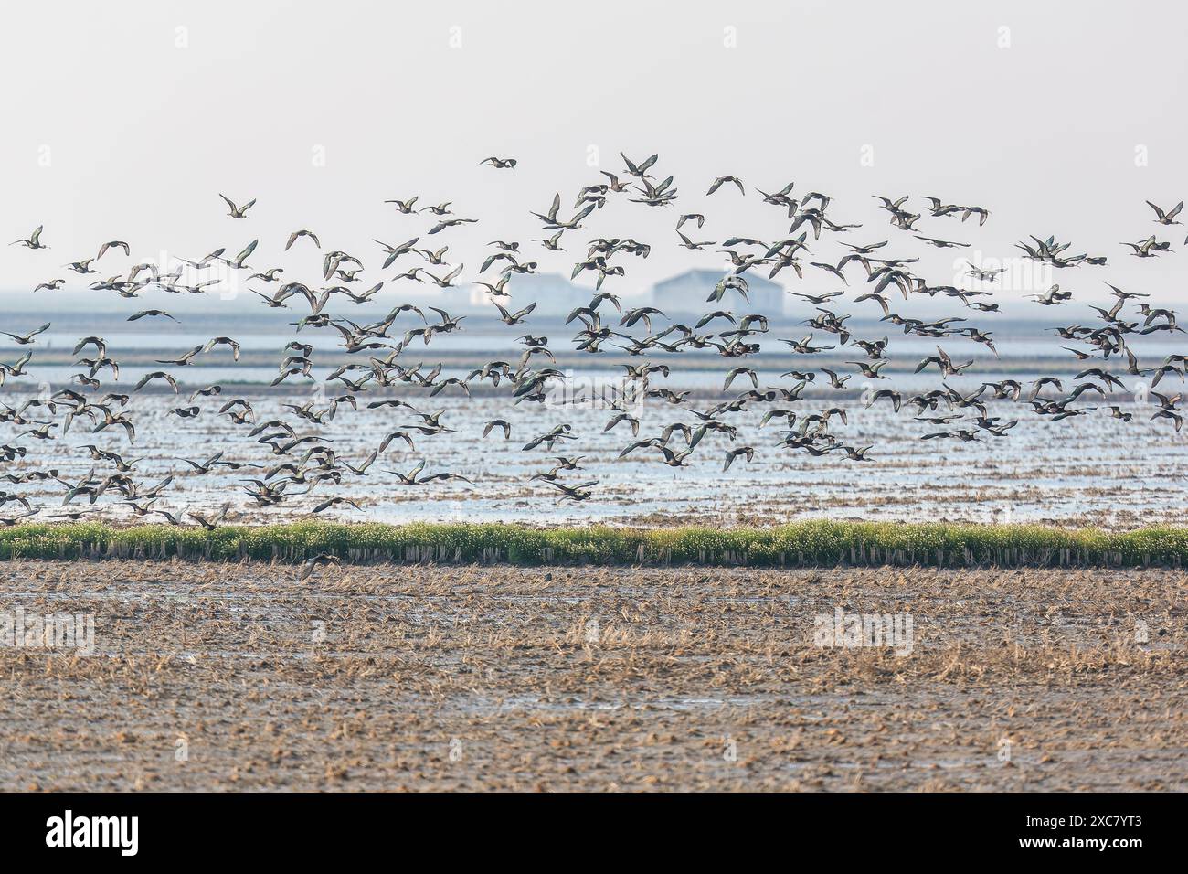 Un grande gregge di Glossy Ibis (Plegadis falcinellus) sorvolando le zone umide di Isla Mayor a Doñana, Siviglia, Spagna. Foto Stock