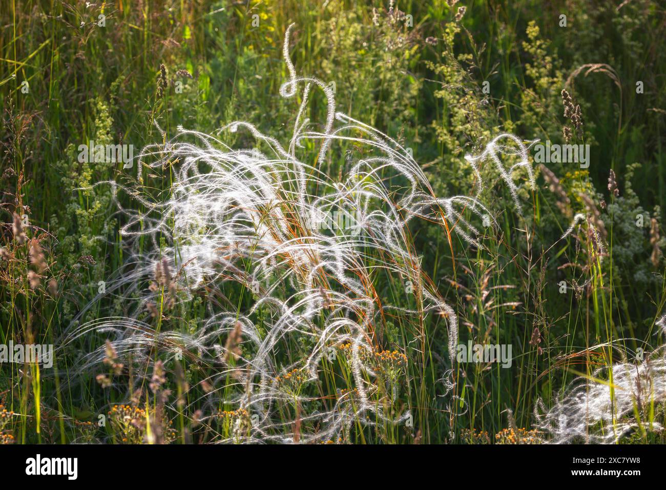 Ravvicinato di piume d'erba fiorita Foto Stock