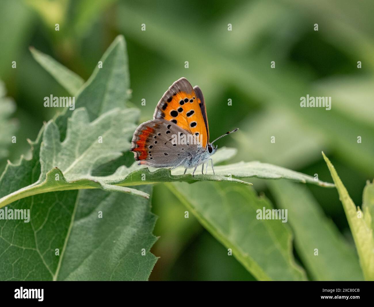 Una piccola farfalla di rame, Lycaena phlaeas, riposa su una foglia in una strada sovrastata vicino a Yokohama, in Giappone. Foto Stock Una piccola farfalla di rame, Lycaena phlaeas, riposa su una foglia in una strada sovrastata vicino a Yokohama, in Giappone. Foto Stock