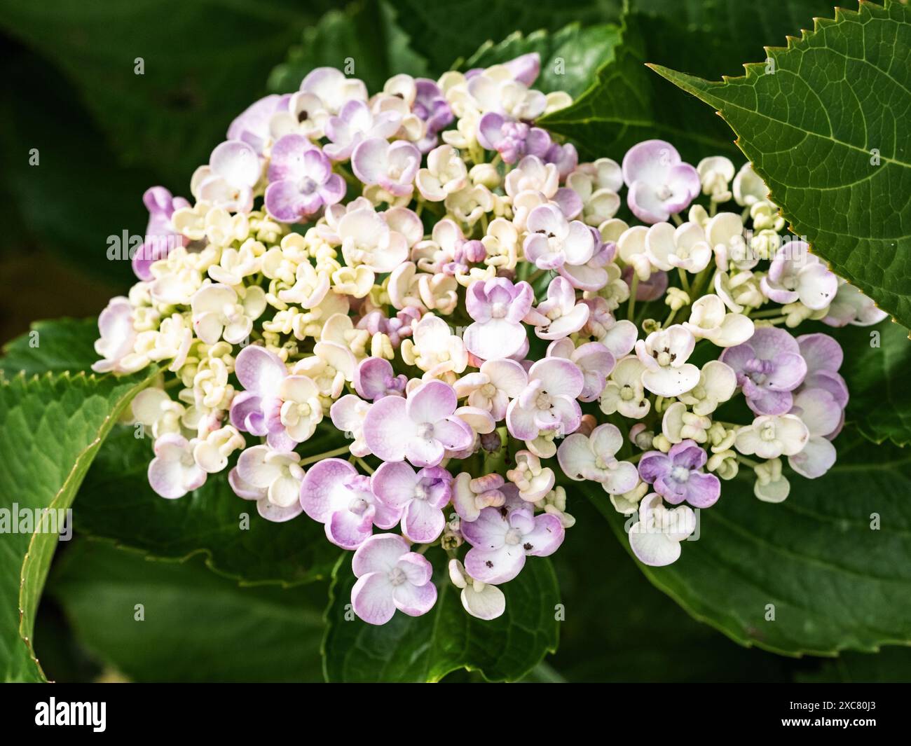 l'ortensia fiorisce in un giardino vicino a Yokohama, in Giappone Foto Stock l'ortensia fiorisce in un giardino vicino a Yokohama, in Giappone Foto Stock