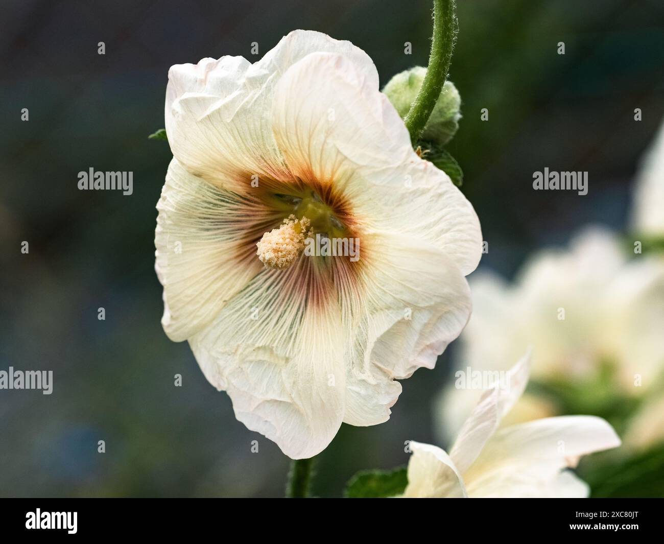 Fiorisce un fiore di malva bianco accanto a una strada a Yokohama, in Giappone. Foto Stock Fiorisce un fiore di malva bianco accanto a una strada a Yokohama, in Giappone. Foto Stock