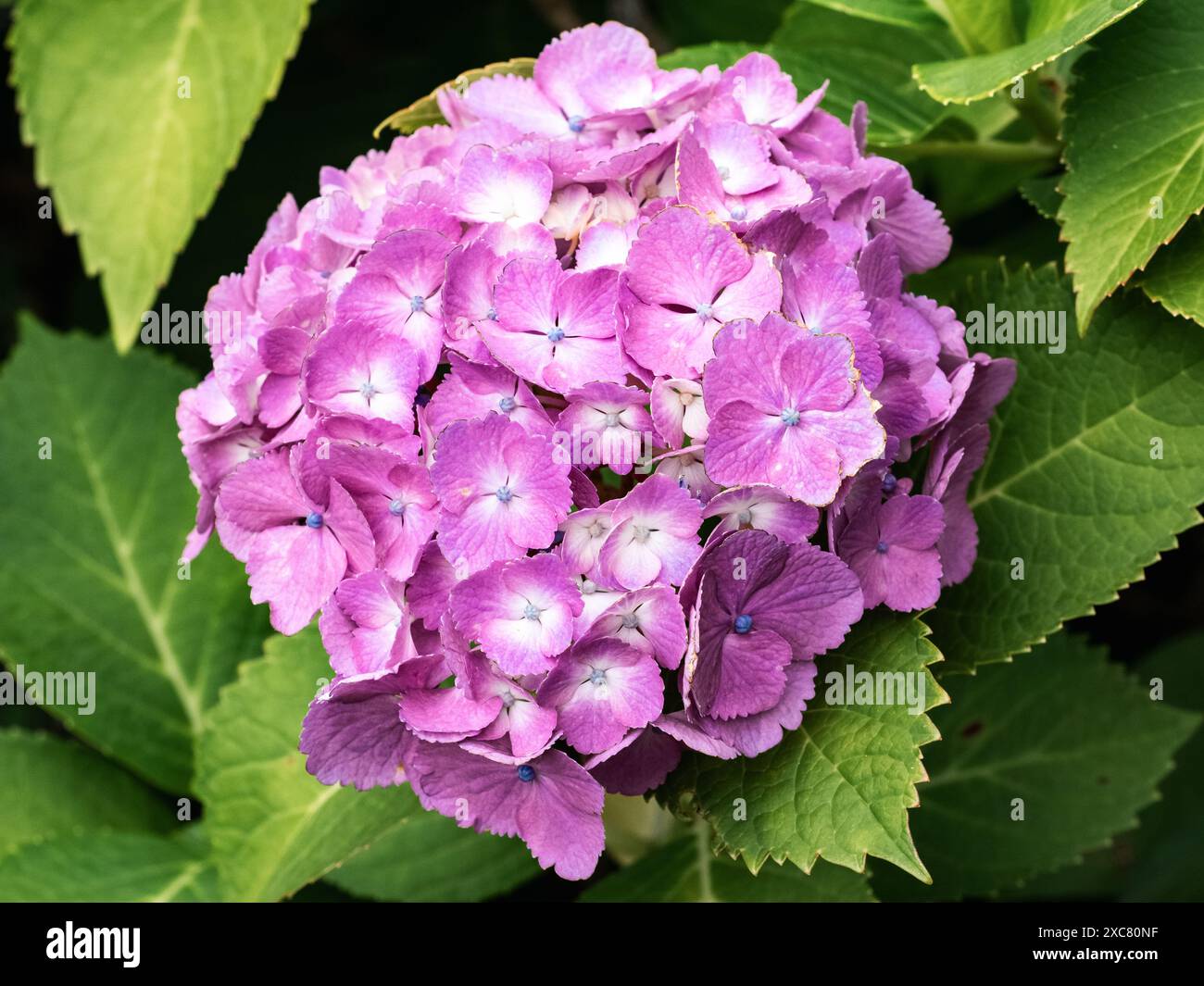 l'ortensia fiorisce in un giardino vicino a Yokohama, in Giappone Foto Stock l'ortensia fiorisce in un giardino vicino a Yokohama, in Giappone Foto Stock
