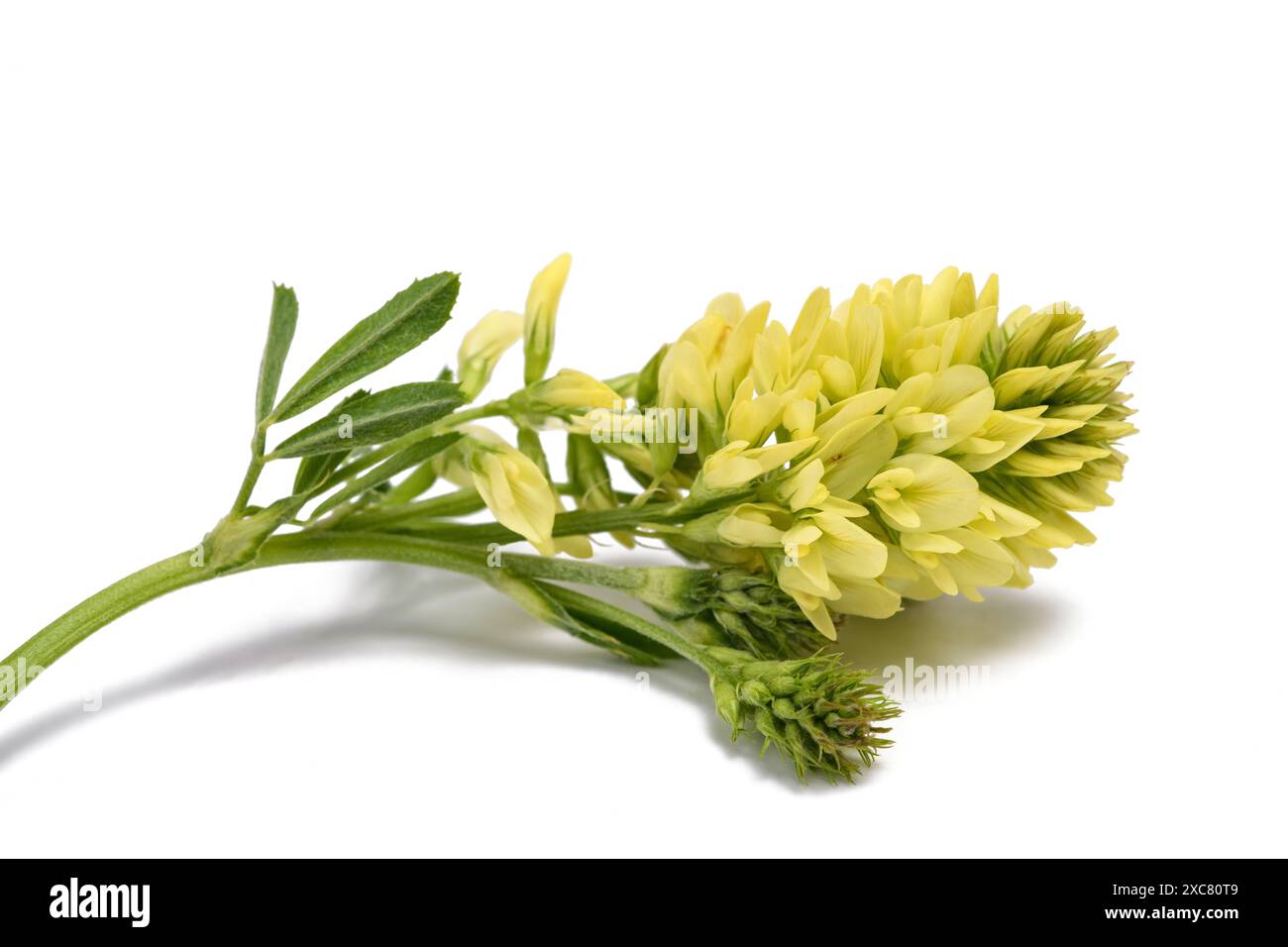 Fiore di Medicago isolato su sfondo bianco Foto Stock