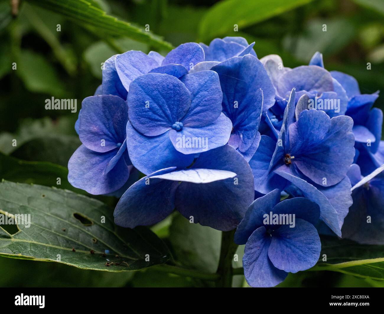 l'ortensia fiorisce in un giardino vicino a Yokohama, in Giappone Foto Stock l'ortensia fiorisce in un giardino vicino a Yokohama, in Giappone Foto Stock