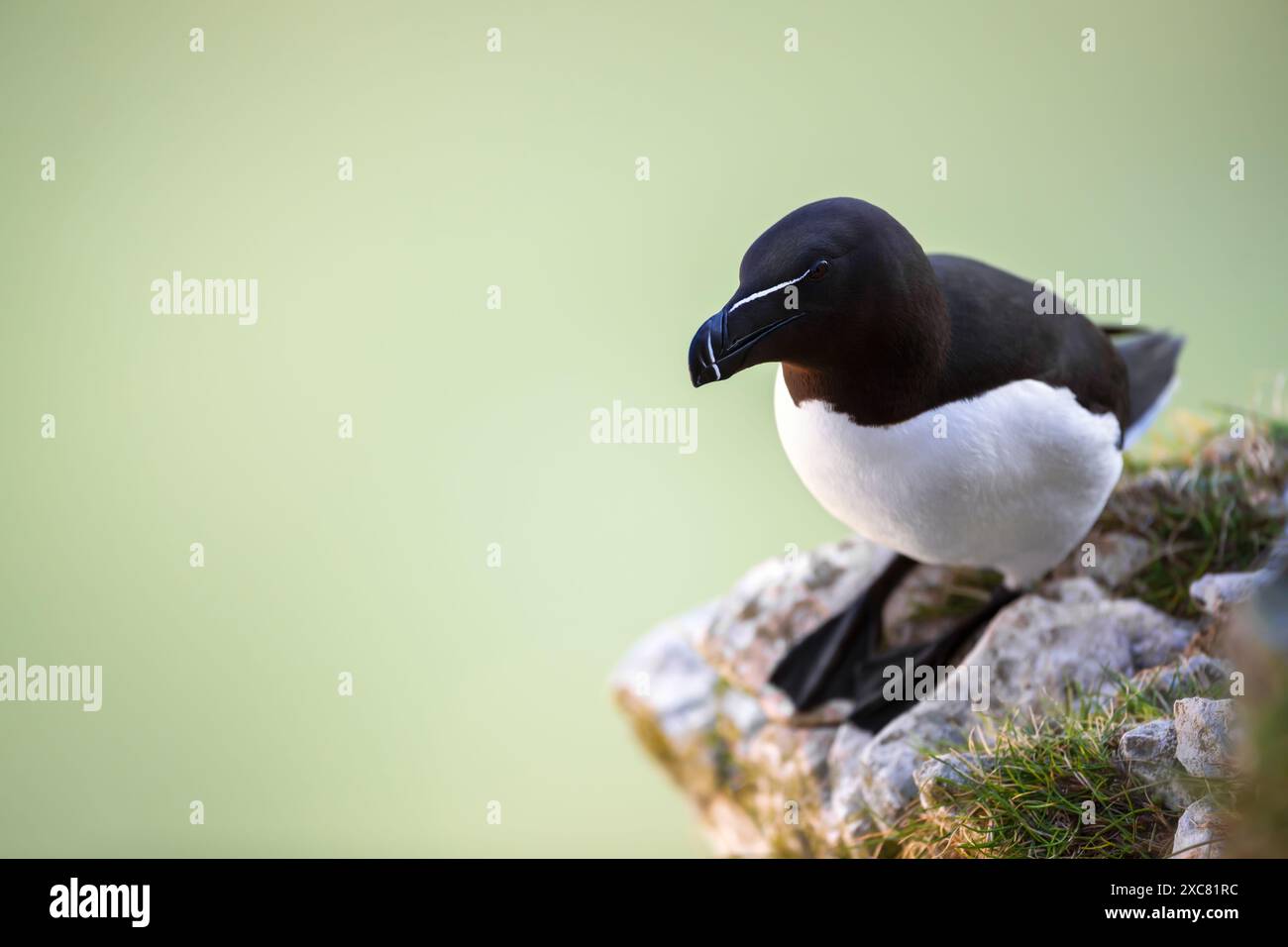 Primo piano di un Razorbill arroccato su una roccia Foto Stock
