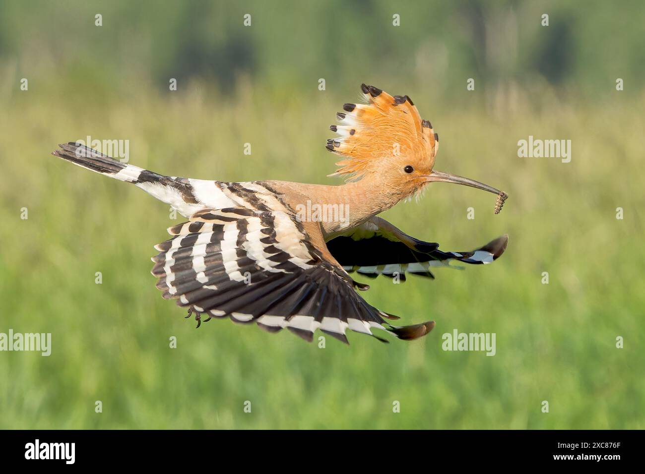 Eurasian Hoopoe, Upupa epops, singolo adulto in volo con grub nel becco, Hortobagy, Ungheria, 30 aprile 2024 Foto Stock