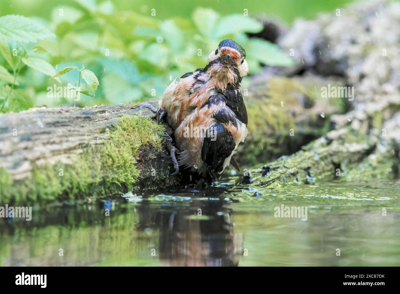 Grande picchio maculato, Dendrocopos Major, bagno di un solo uccello nella piscina poco profonda, Hortobagy, Ungheria, 1° maggio 2024 Foto Stock