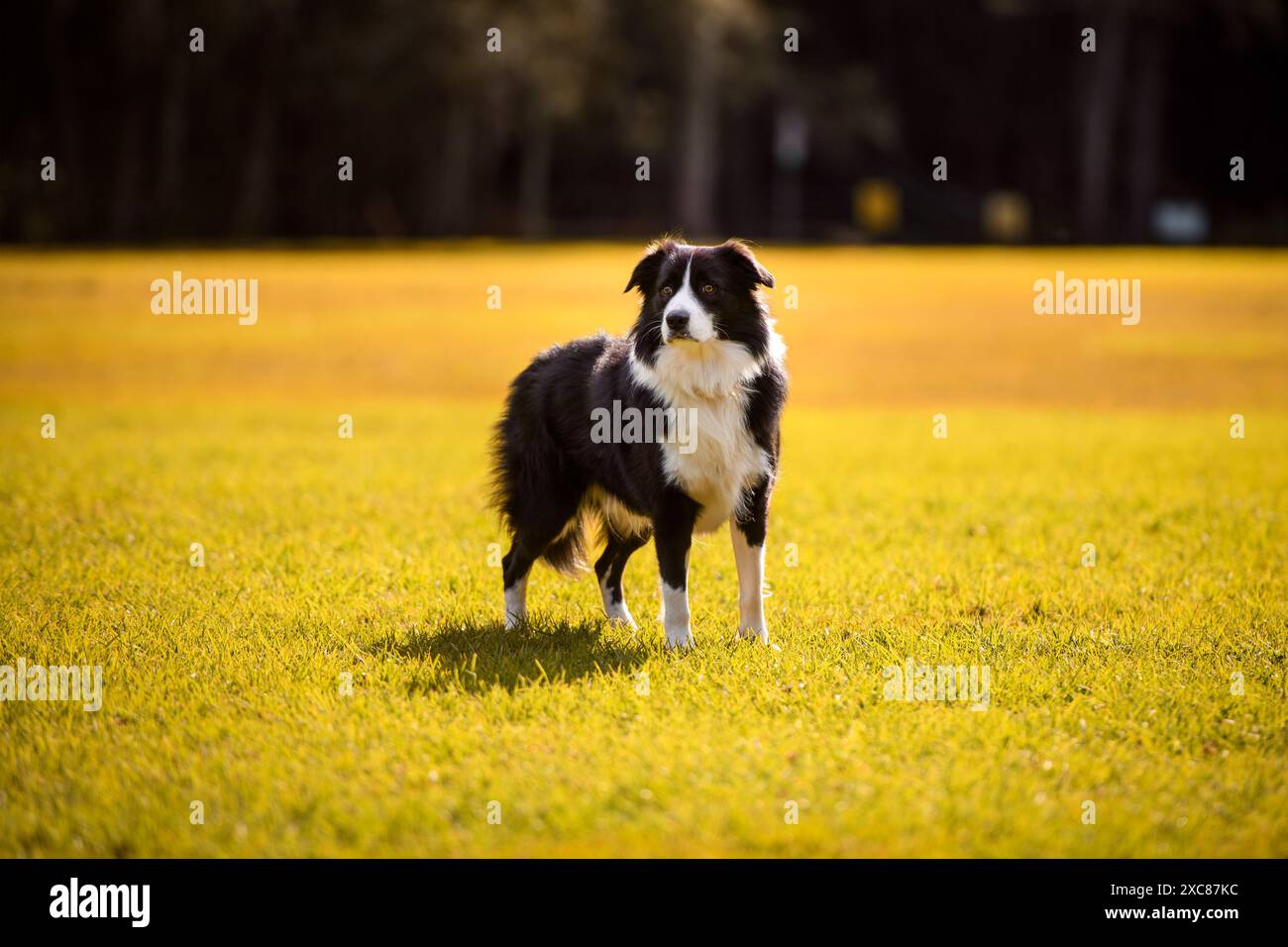 Il cane Border Collie in piedi nel parco. Canino maschio di razza pura che posa su erba gialla, alberi sullo sfondo Foto Stock Il cane Border Collie in piedi nel parco. Canino maschio di razza pura che posa su erba gialla, alberi sullo sfondo Foto Stock