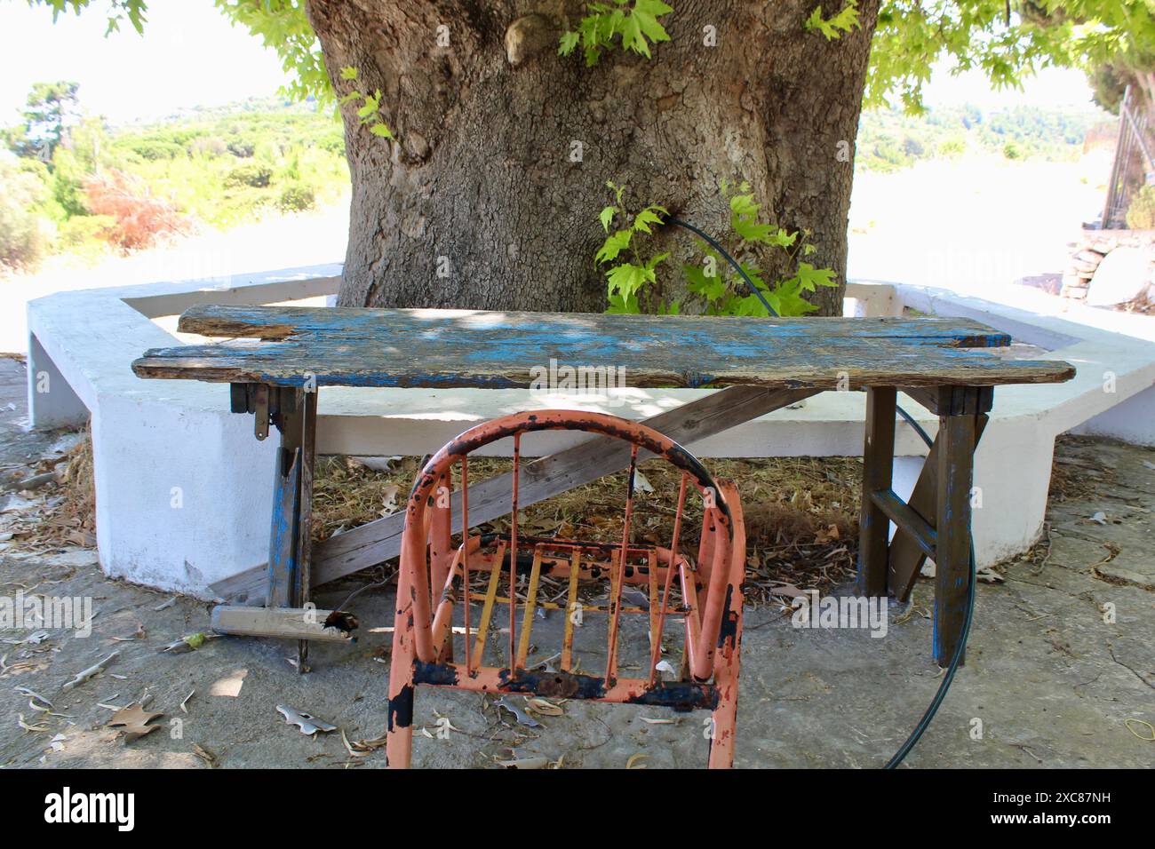 Antico Plane Tree greco a Samos, Grecia Foto Stock