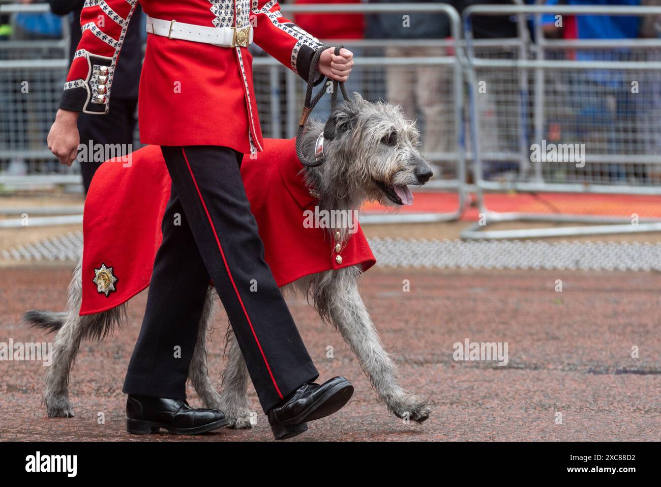 The Mall, Westminster, Londra, Regno Unito. 15 giugno 2024. La famiglia reale, bande e truppe in massa hanno viaggiato lungo il Mall fino alla Horse Guards Parade per la cerimonia del Trooping of the Colour, nota anche come King's Birthday Parade. Per il 2024 l'onore cade al numero 9 della Company Irish Guards per truppare il loro colore guidato dall'irlandese Wolfhound Turlough Mor (Seamus) Foto Stock