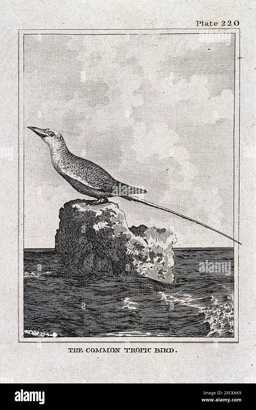 Si tratta di un'incisione in bianco e nero che raffigura un comune uccello tropico arroccato su una roccia nell'oceano. L'uccello ha una coda lunga e guarda a sinistra dell'immagine. Lo sfondo include una costa rocciosa e un cielo nuvoloso. L'immagine fa parte di una più ampia collezione di illustrazioni di storia naturale. Foto Stock