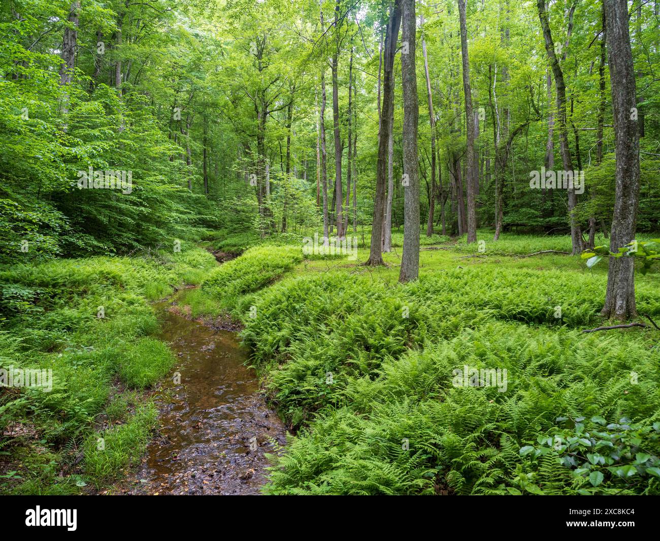 Un torrente serpeggiante si snoda attraverso la foresta verdeggiante, circondata da felci e alberi torreggianti nel Prince William Forest Park, Virginia. Foto Stock