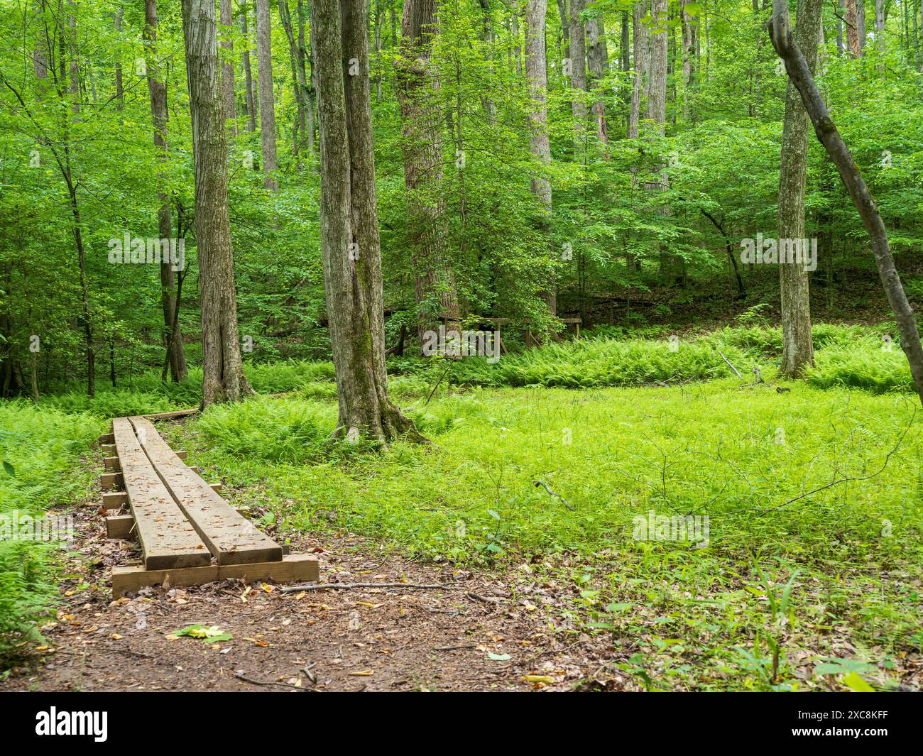 Passerelle in legno si snodano attraverso la lussureggiante foresta verde del Prince William Forest Park, Virginia. Foto Stock