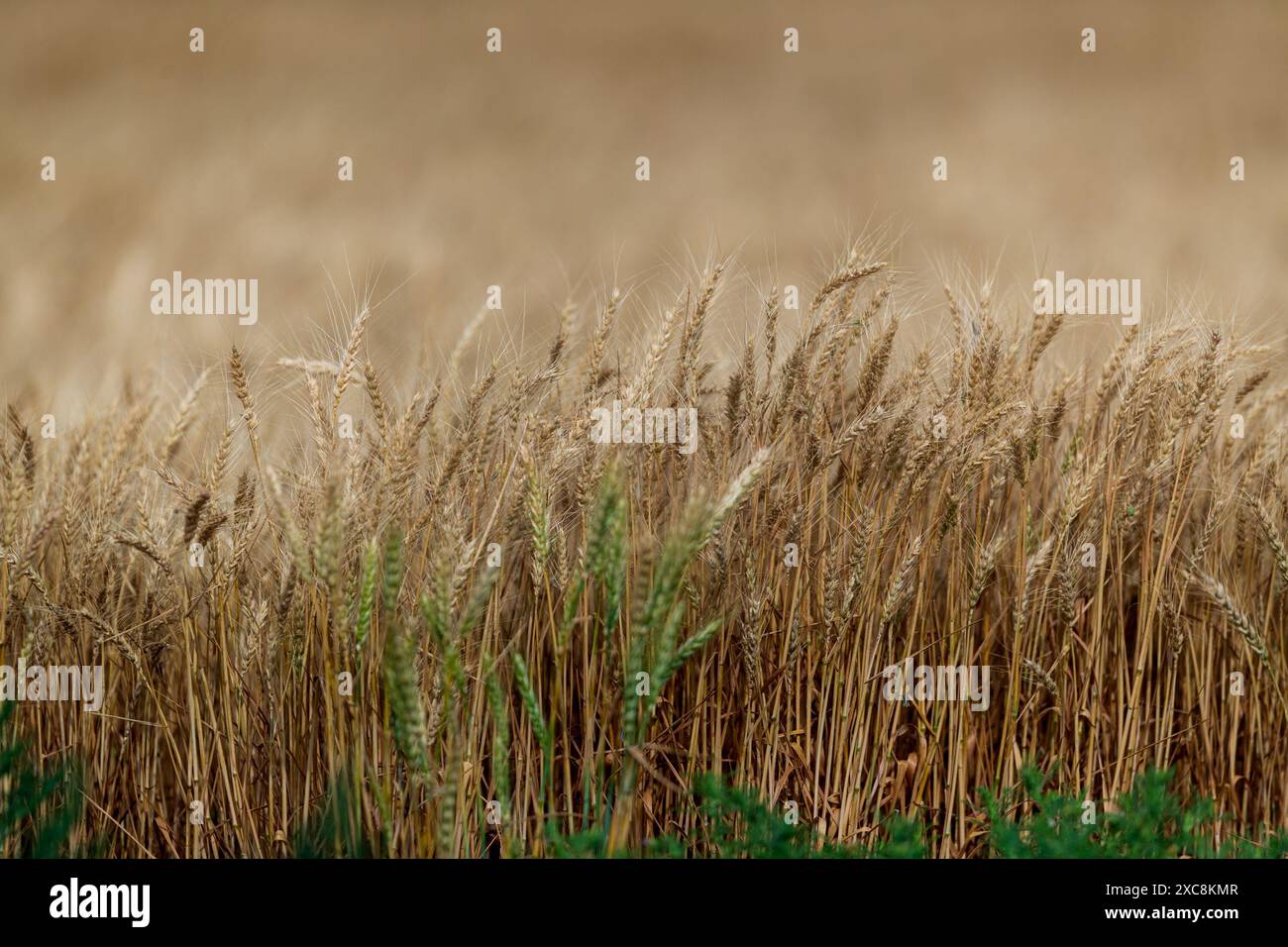 8 giugno 2024: Gambi di grano soffiano nel vento nel Panhandle dell'Oklahoma. Ron Lane Foto Stock