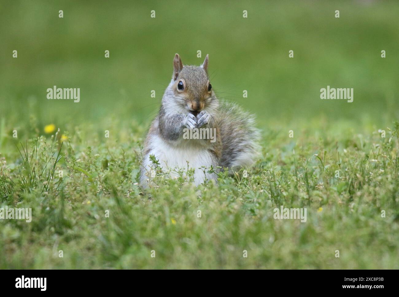 Scoiattolo grigio orientale (Sciurus carolinensis) seduto in un cortile a mangiare cibo. Foto Stock