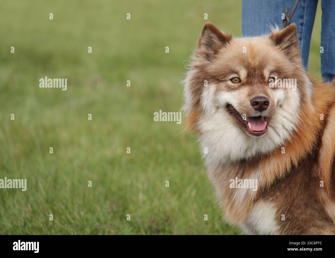 Il volto di un cane da compagnia Samoyed Husky Mix. Foto Stock
