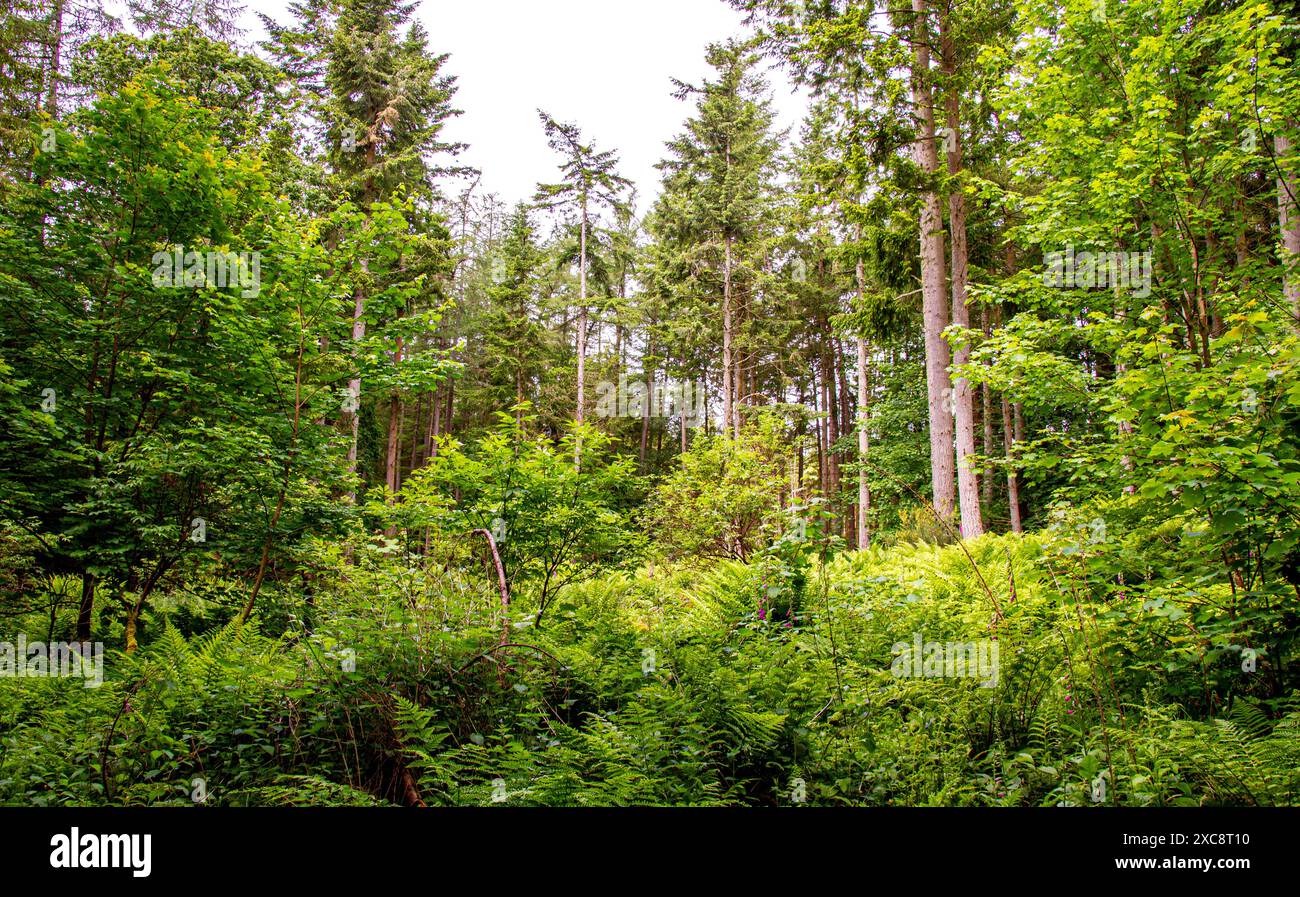 A Templeton Woods ci sono sentieri naturalistici tortuosi, alberi con vegetazione verde vivace, piante e paesaggi mozzafiato a Dundee, Scozia Foto Stock