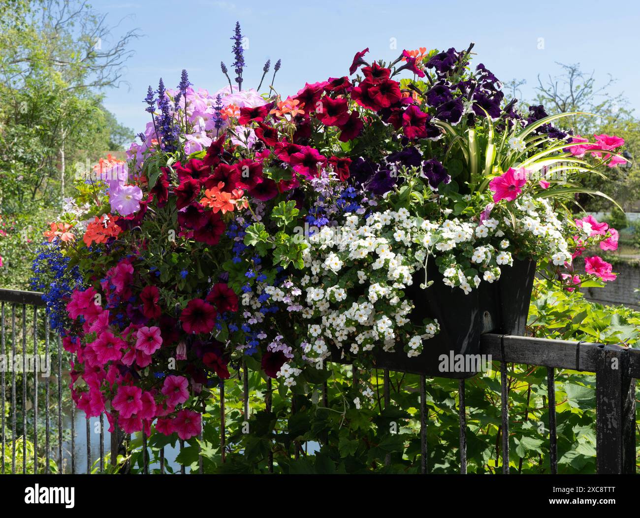 Fiori in cesti appesi di Abbey Stream, Abingdon-on-Thames Foto Stock