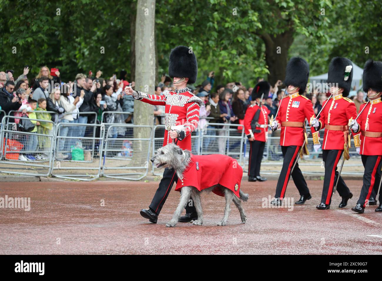 Londra, Regno Unito. 15 giugno 2024. Trooping del colore. Nel mese di giugno di ogni anno Trooping the Colour, noto anche come "The King's Birthday Parade", si svolge sulla Horse Guards Parade a Londra. Con sua Maestà il Re che prende il saluto Trooping the Colour è il momento culminante del calendario cerimoniale con oltre 1400 ufficiali e uomini, duecento cavalli e le bande marcianti della Household Division in parata. La mascotte del reggimento delle Irish Guards, un Wolfhound irlandese di nome Seamus, cammina con il suo gestore. Crediti: Uwe Deffner/Alamy Live News Foto Stock