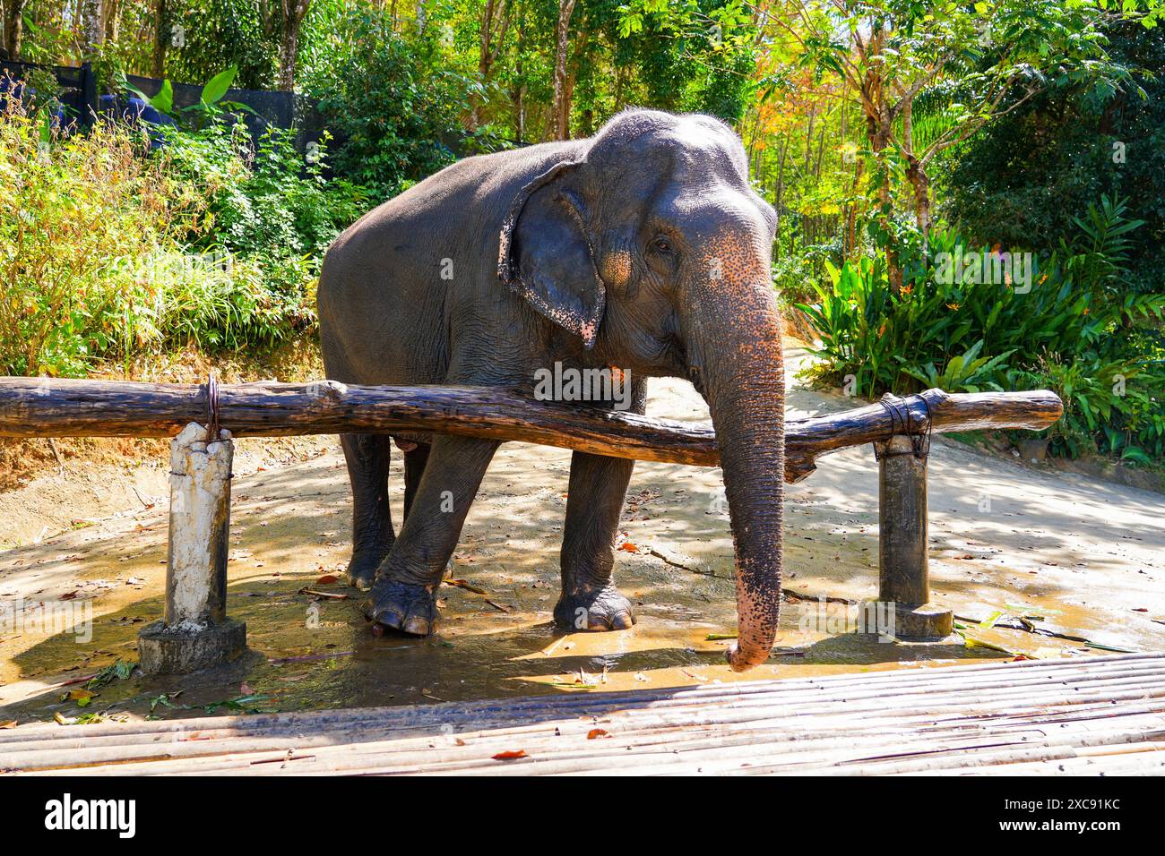 Elefante asiatico presentato al Chalong Elephant Retirement Centre, sulla collina del grande Buddha di Phuket nel sud della Thailandia Foto Stock