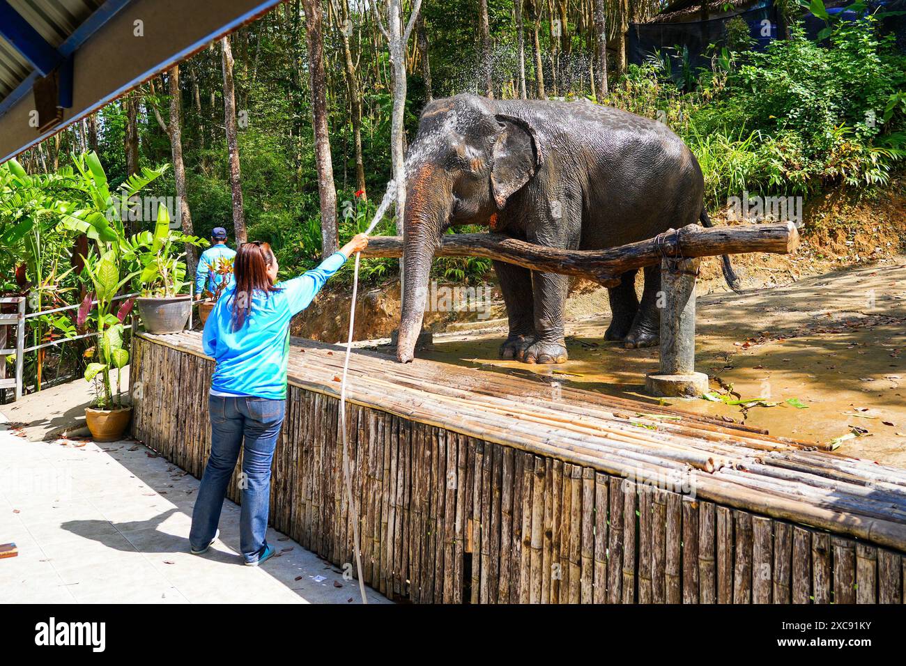 Custode che fa una doccia a un elefante asiatico presentato al Chalong Elephant Retirement Centre, sulla collina del grande Buddha di Phuket nel sou Foto Stock