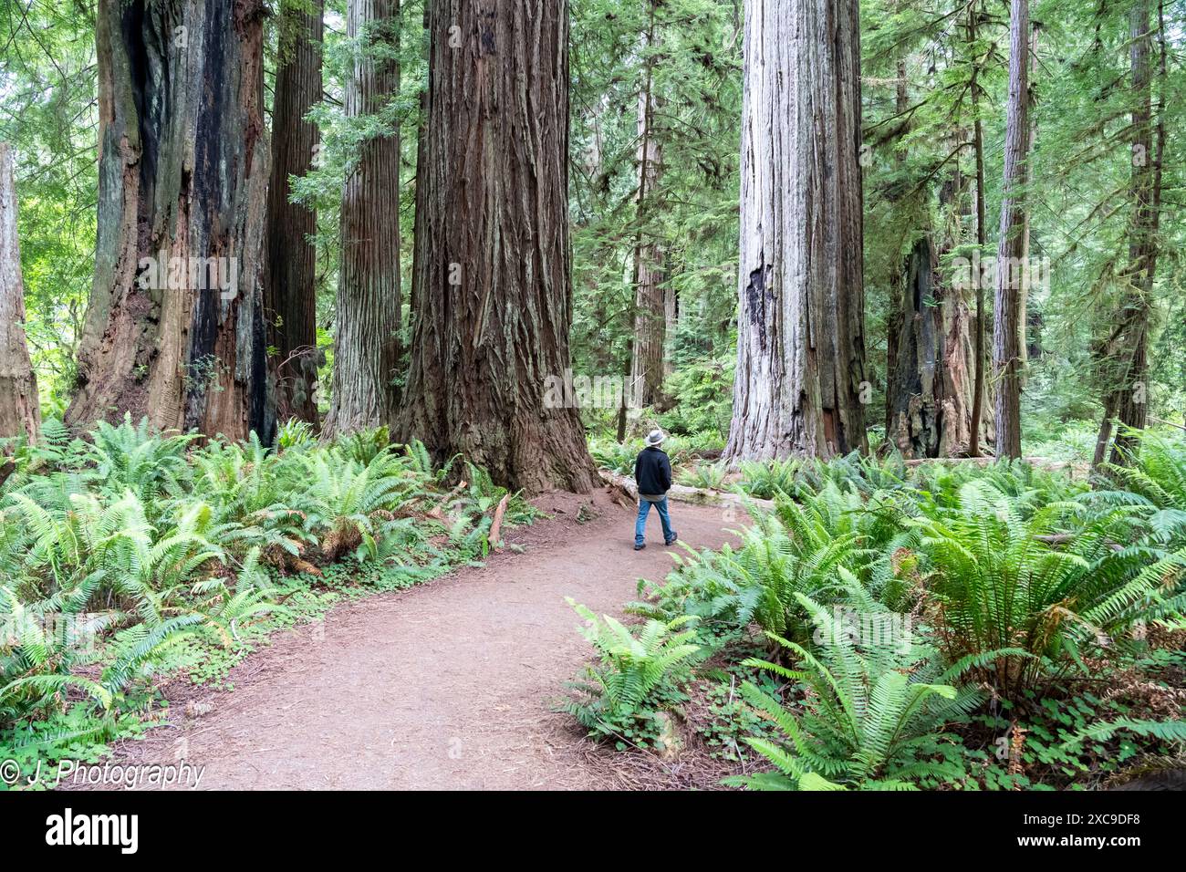 Orick, California, USA - 13 giugno 2023: Una passeggiata turistica nel Prairie Creek Redwoods State Park nel Redwood National Park. Orick, California. Foto Stock