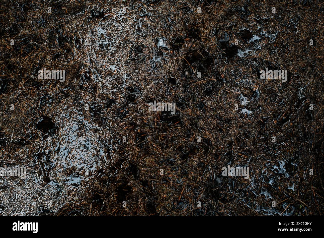 Una vista ravvicinata di un fondo boschivo scuro ricoperto di foglie cadute e aghi di pino. Ci sono diverse pozzanghere d'acqua che riflettono il cielo, creando un un Foto Stock