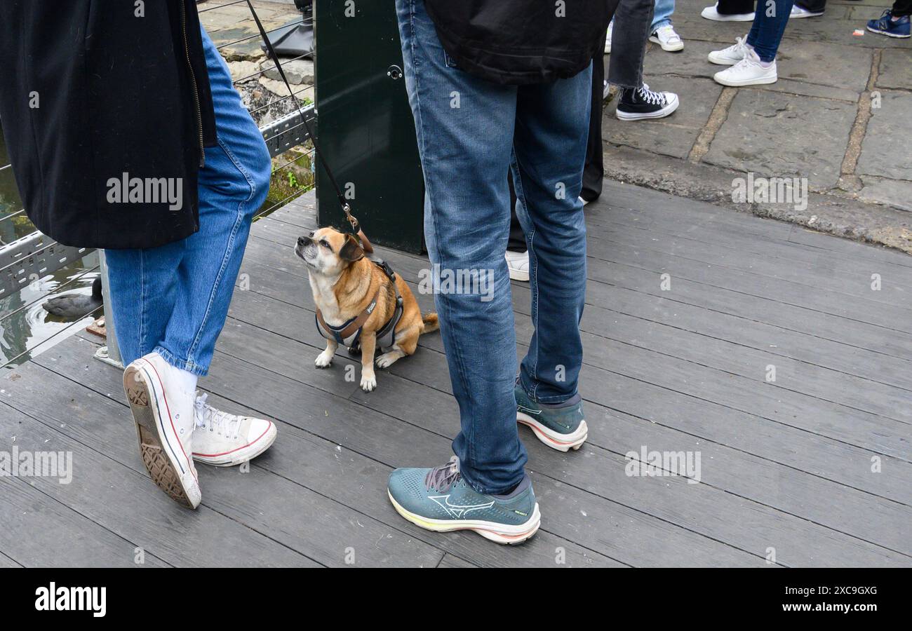 Londra, Regno Unito. Piccolo cane che guarda i suoi proprietari mentre parlano a Camden Market Foto Stock