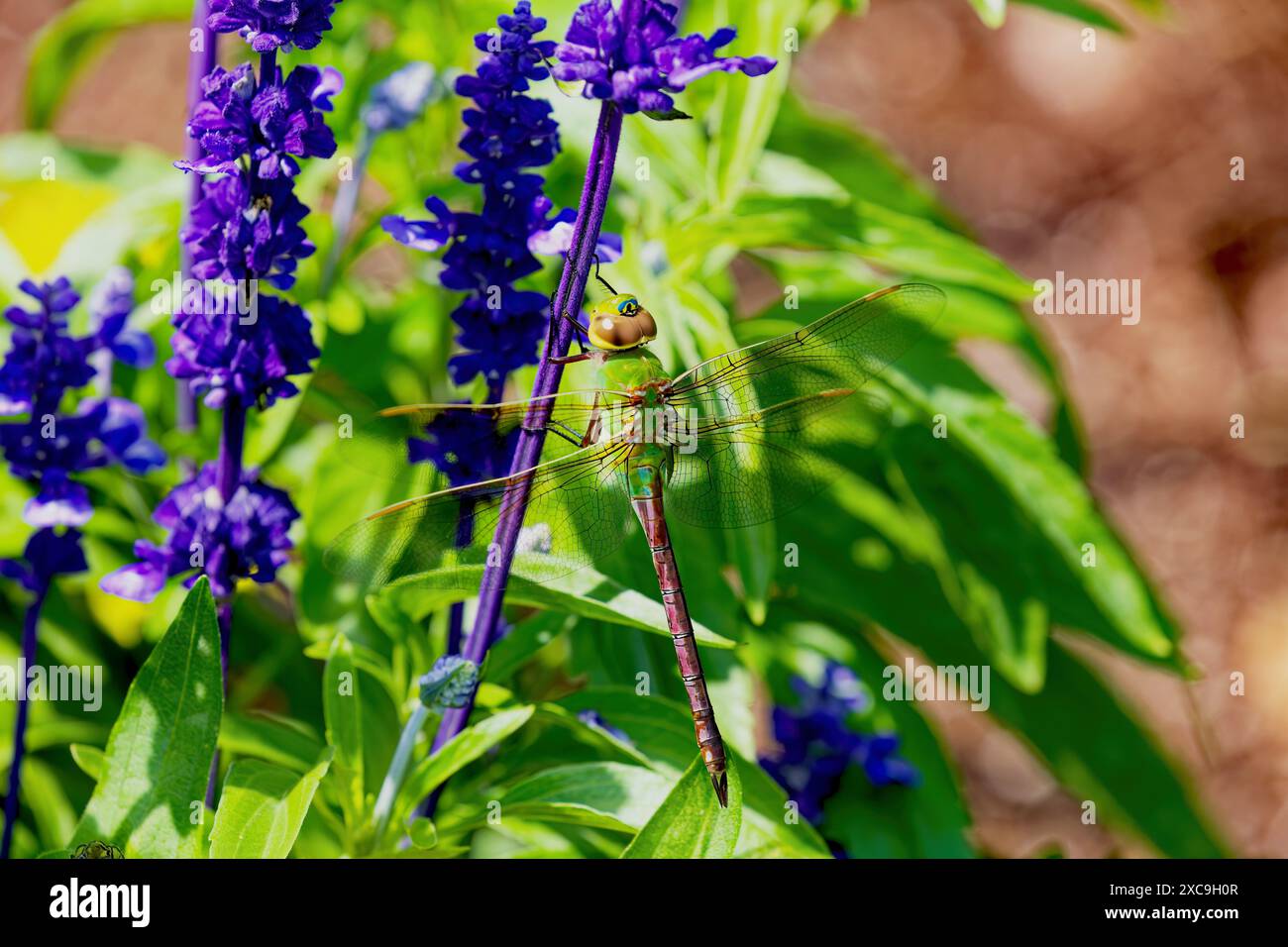 Il darner verde o darner verde comune (Anax junius) Dragonflies arroccato sui fiori Foto Stock