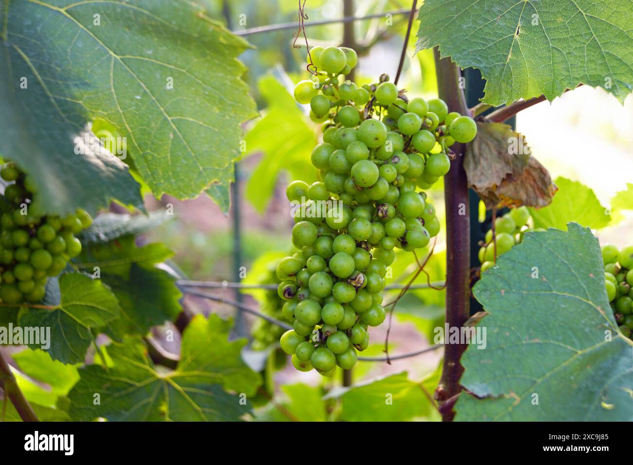 Foto ravvicinata di un giovane mazzo di uva su uno sfondo di fogliame. La coltivazione dell'uva è la formazione di una pianta. Foto Stock