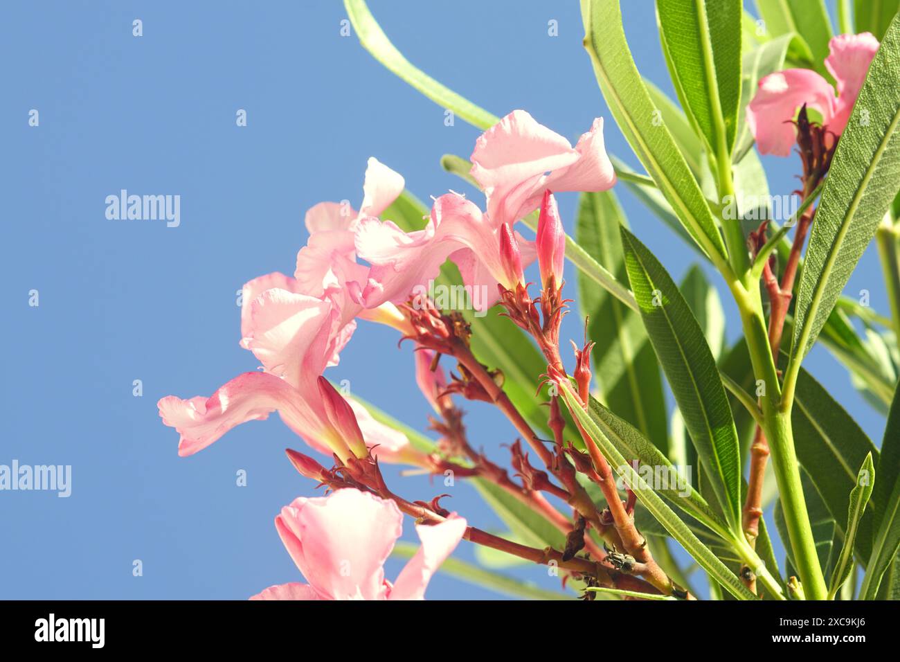 Nerium oleander, conosciuto anche come baia di rose quando è in fiore - foto ravvicinata di foglie di alberi e fiori rosa chiaro contro un cielo blu. Foto Stock