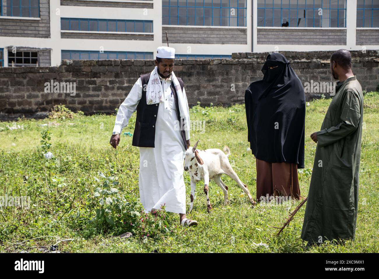 Nakuru, Kenya. 15 giugno 2024. Un fedele musulmano tira una capra che ha comprato con le corna in un mercato di bestiame prima del festival IDD UL Adha a Nakuru. I musulmani di tutto il mondo celebrano Eid al-Adha sacrificando gli animali per onorare la fede del profeta Ibrahim e la volontà di sacrificare suo figlio. Credito: SOPA Images Limited/Alamy Live News Foto Stock