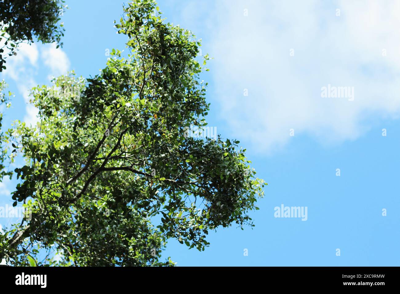 Ramo di quercia sparato dal basso, cielo blu sullo sfondo. Foto Stock