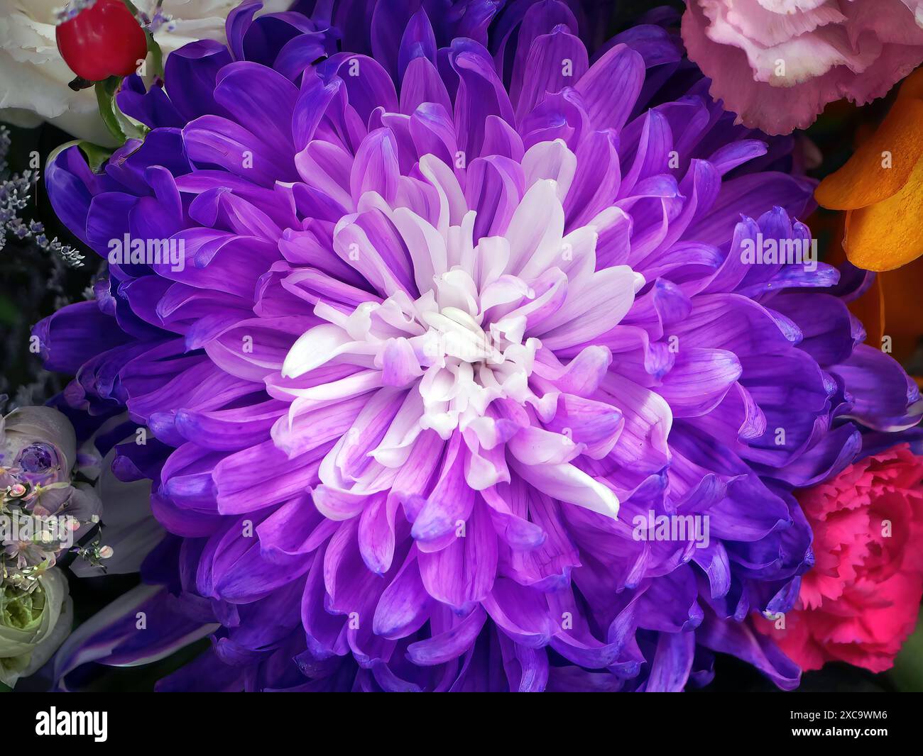 Primo piano di un bellissimo crisantemo viola, sfumatura dal bianco al viola, colori creati dalla natura e circondati da altri fiori Foto Stock