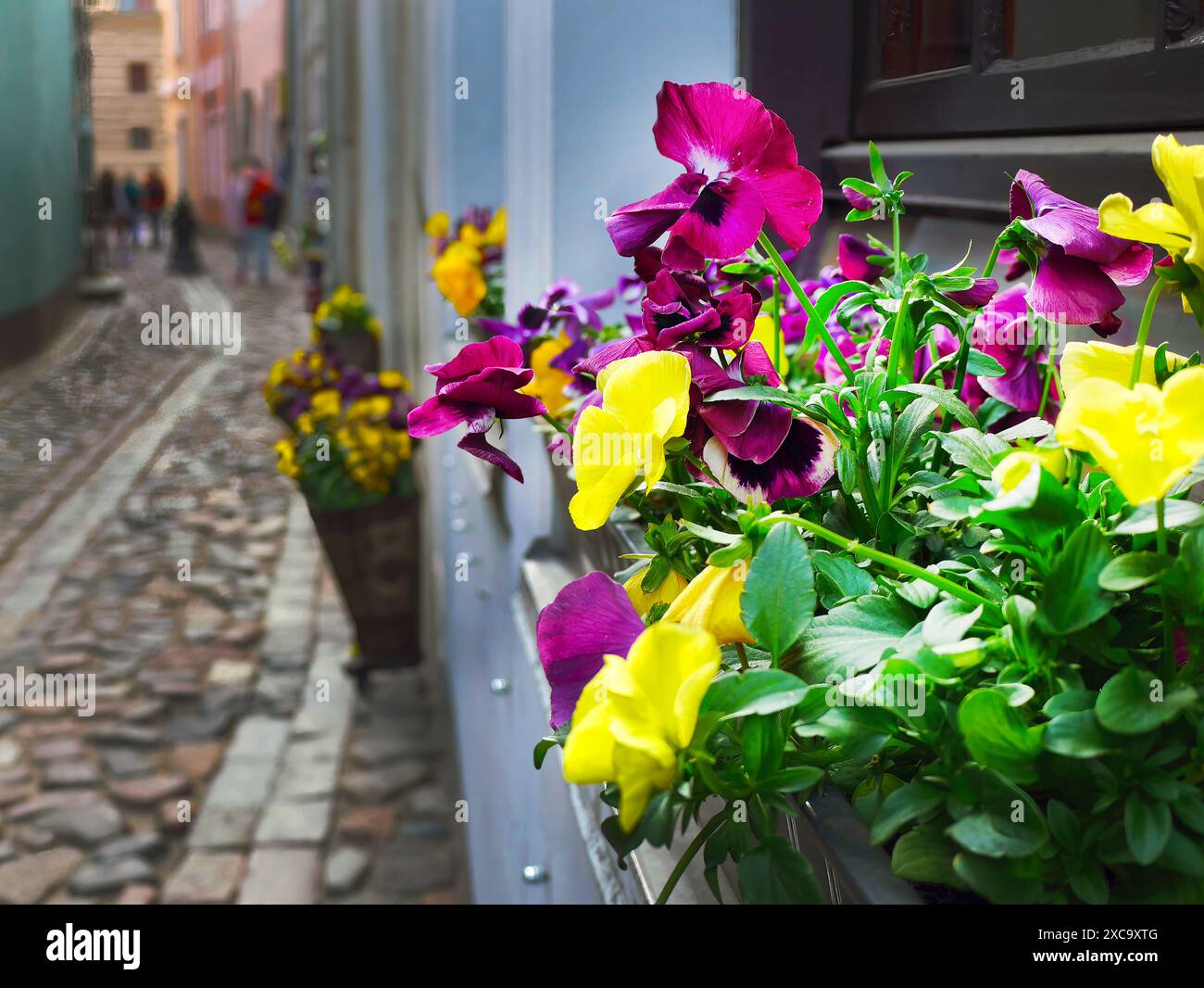 Vista laterale dei colorati fiori di Pansy in aiuole, decorazione delle finestre primaverili nella città vecchia europea, con un piccolo vicolo di sfondo in pietra Foto Stock
