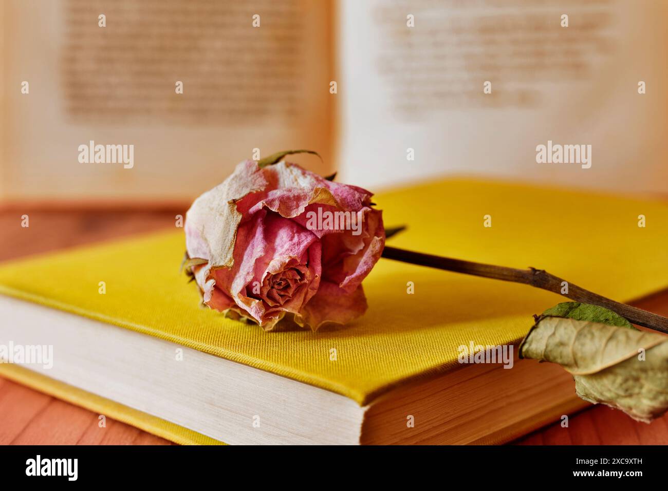 Fiore rosa essiccato su un vecchio libro, ricordi e attività romantica Foto Stock