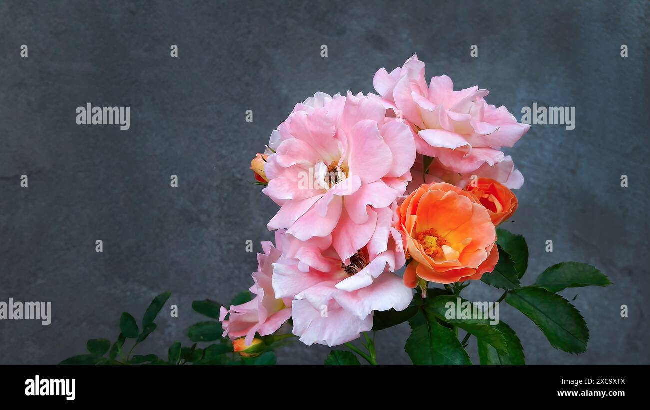 Vivaci fiori di rosa colorati, albicocche, pesca e rosa, tonalità pastello su sfondo grigio scuro per la carta da parati, splendida flora rosa Foto Stock