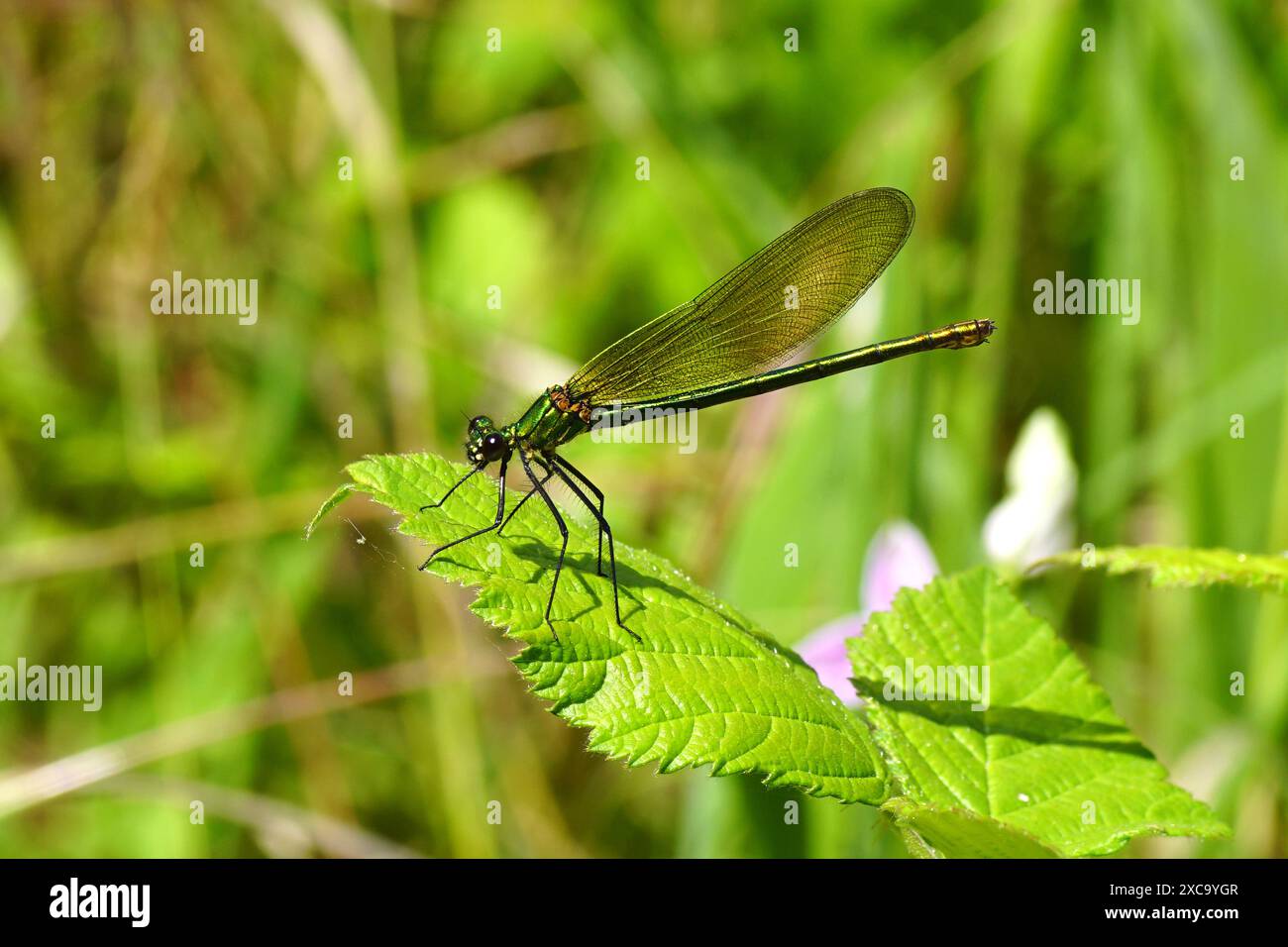 Demoiselle a banda femminile (Calopteryx Splendens) su una foglia di un cespuglio di mora. Una damigella della famiglia dei Calopterygidae. Estate, giugno, Francia Foto Stock