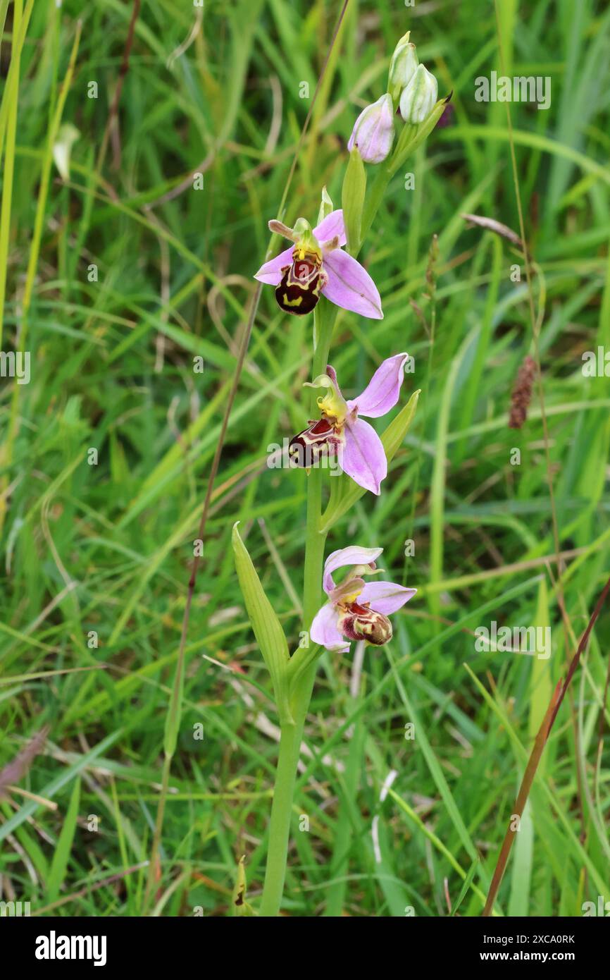 A Bee Orchid (Ophrys apifera) nel Cotswold Hills Gloucestershire Regno Unito Foto Stock