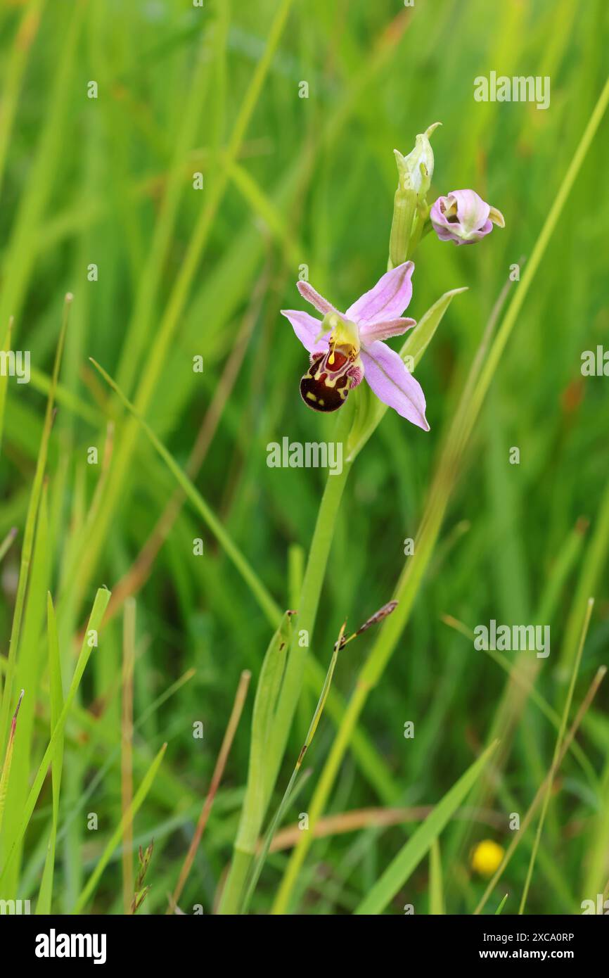 A Bee Orchid (Ophrys apifera) nel Cotswold Hills Gloucestershire Regno Unito Foto Stock