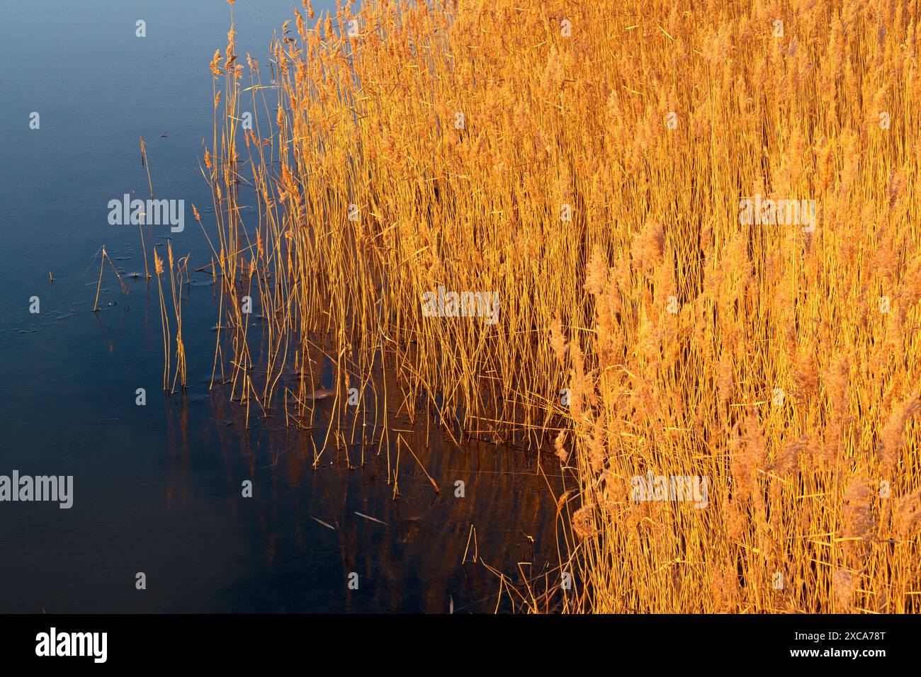 Reed una sera d'inverno Foto Stock