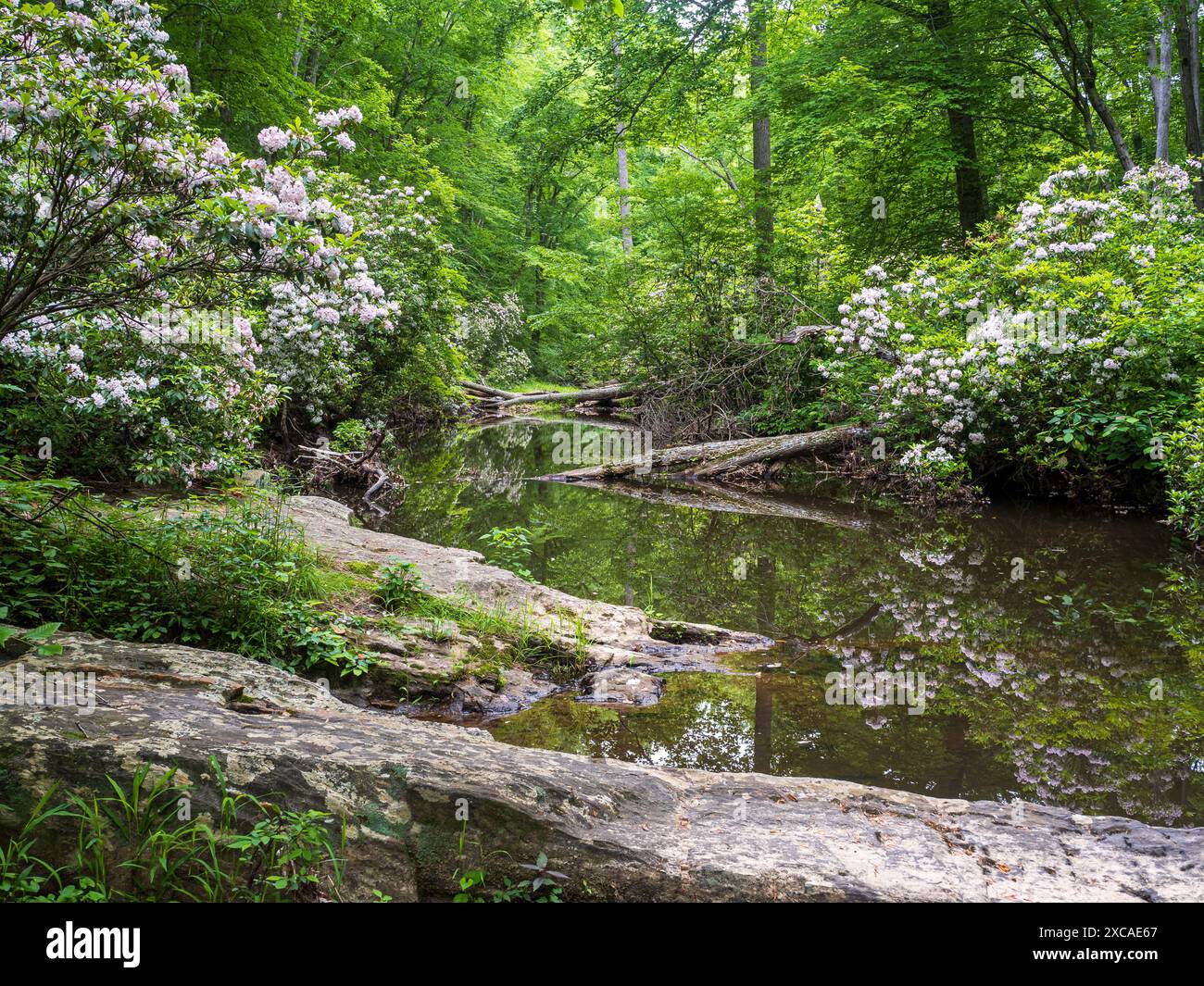 Annidato in primo piano, una roccia solitaria guarda su un arazzo di rododendri nella foresta verdeggiante, la loro bellezza specchiata risplende nel laghetto Foto Stock