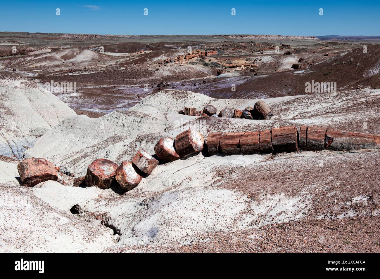 Deserto e alberi fossilizzati nel parco nazionale della foresta pietrificata Foto Stock